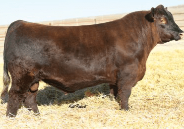 BB Propulsion Sire