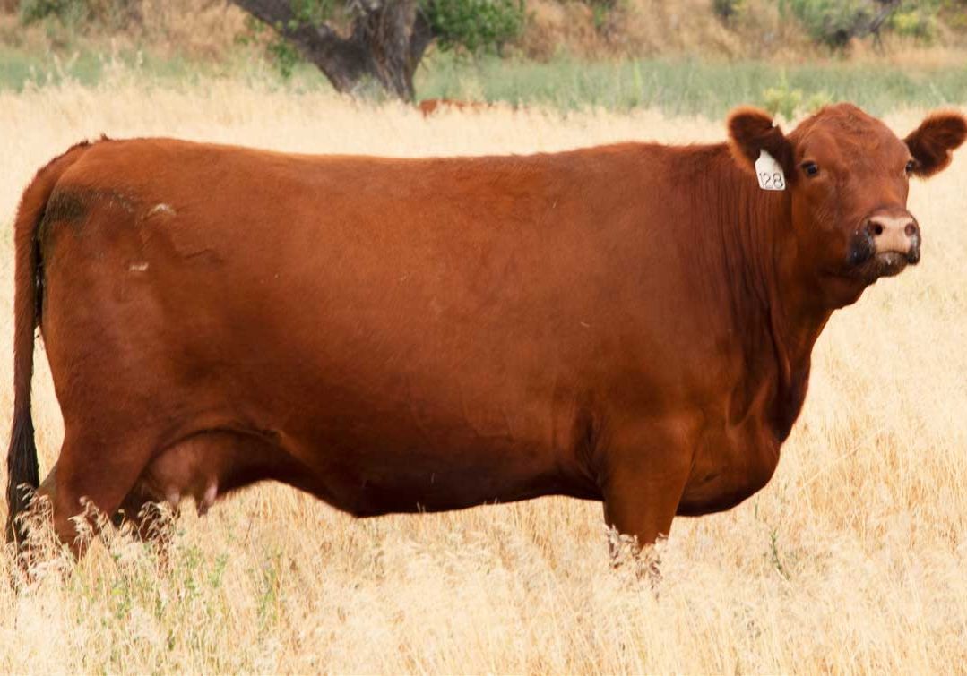 Hat-Ranch-Amber-128