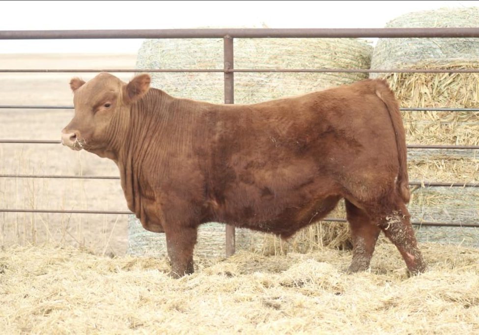 Jones Venom Sire