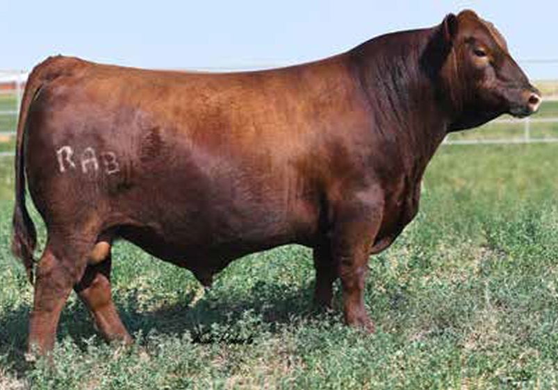 Bieber CL Sire