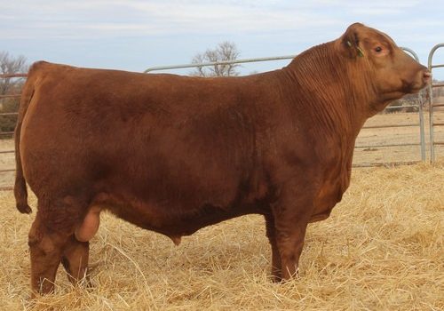 LEM Stockyard Sire